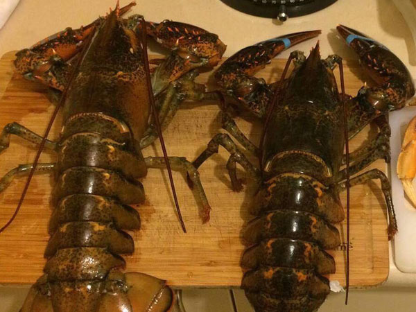 Đại gia Việt săn tôm hùm "khổng lồ" nặng tới 7kg tặng nhà vợ