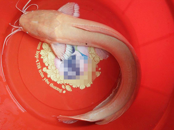 Người dân đổ xô đi xem con cá trê có màu lạ