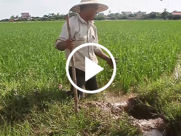 Video Đào hố bắt cả chục kg cá rô đồng một đêm ở Hà Nội