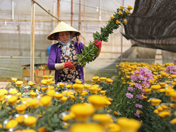 Hoa cúc Đà Lạt bất ngờ tăng giá cao