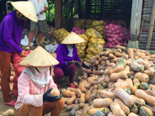 Bí đỏ rớt giá, nông dân lại lao đao