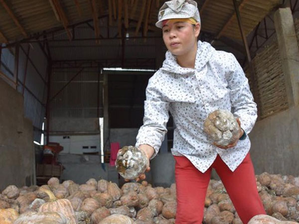 Hàng loạt nông dân Sơn La kêu cứu vì bí đỏ thối rữa do giá rớt thê thảm