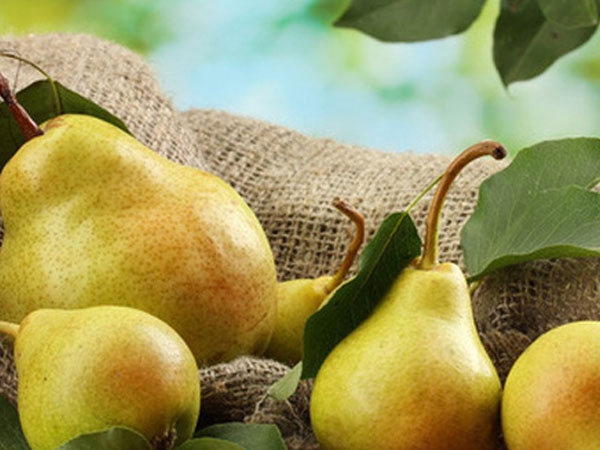 Chỉ nhờ một quả lê xấu mã, bà mẹ Do Thái đã dạy con đủ điều về cuộc sống, ngay cả người lớn cũng phải suy ngẫm
