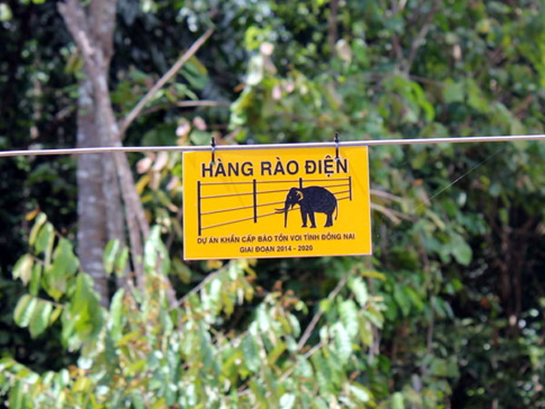Đồng Nai dựng 50 km hàng rào điện ngăn voi rừng tấn công dân