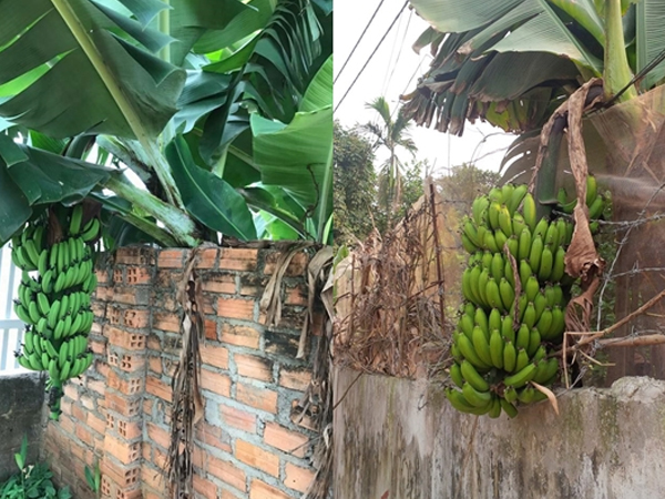 Cây nhà người nhưng quả ở nhà mình: Tình huống khiến hàng nghìn cư dân mạng biến thành "người khó xử"