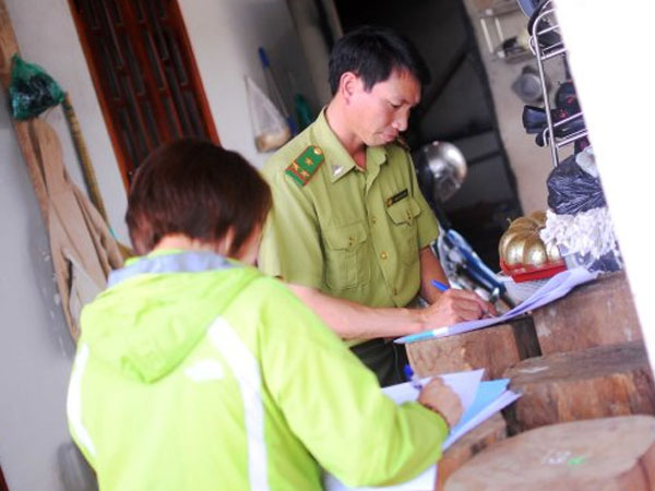 Giám định gỗ nghi thông đỏ trong nhà trưởng ban quản lý rừng