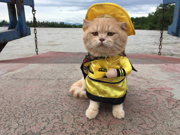 Mèo đi "vi hành" ồn ào cả khu chợ