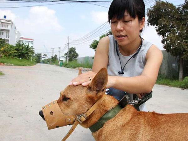 Quy định mới chủ nuôi chó phải biết