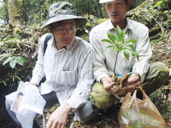 Mê hồn trận sâm Ngọc Linh