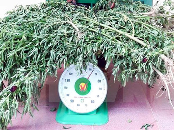 Hai hộ dân trồng cần sa trái phép trong nhà kính