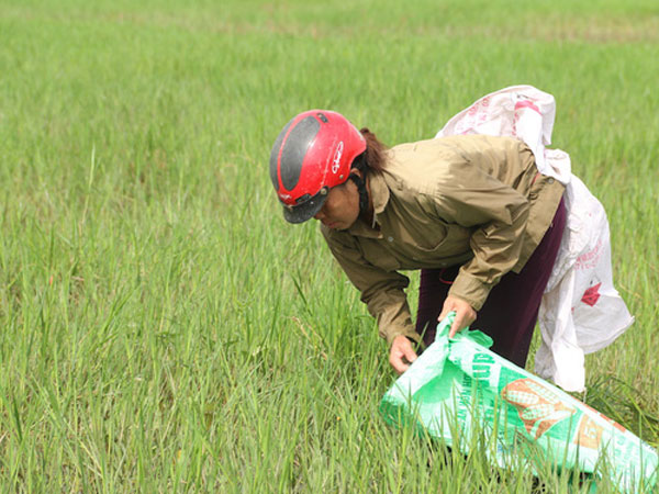 Hà Nội: Vì sao nhiều người đổ xô đi bắt ốc bươu vàng ven đại lộ Thăng Long?