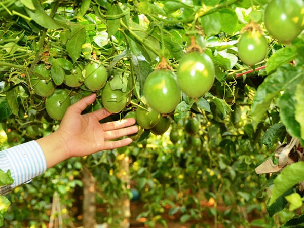 Bầu Đức "bỏ túi" hàng trăm tỉ đồng từ trồng chanh dây