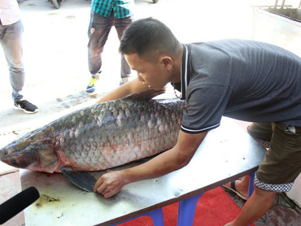 Cá trắm "khủng" 42 kg từ hồ Thác Bà về Hà Nội