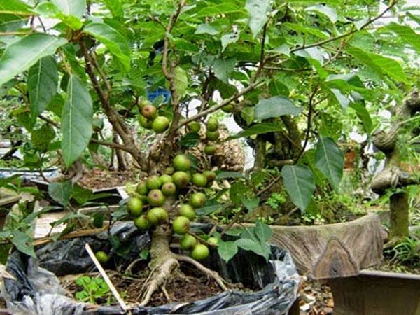 Loại cây trồng trong nhà giúp trừ tà khí, xua đuổi vận đen, tài lộc kéo đến