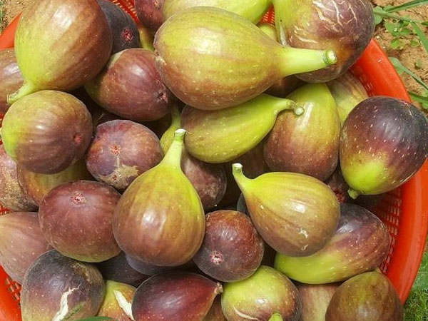 Quả sung to như trứng vịt ăn ngọt mát khiến chị em săn tìm