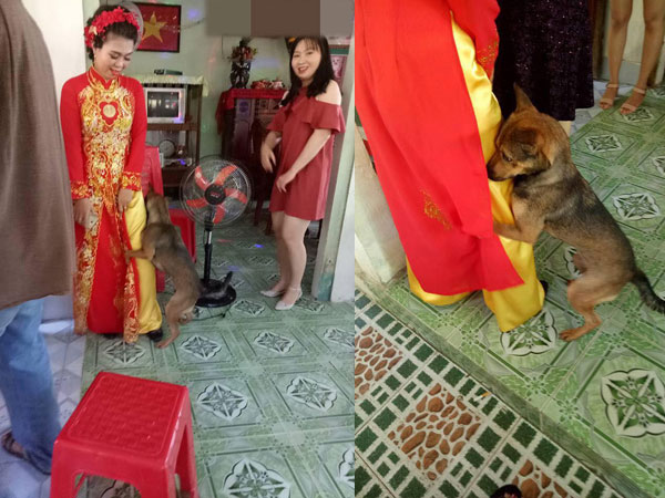 Biết cô chủ sắp đi lấy chồng, chú chó liên tục ôm chân níu kéo