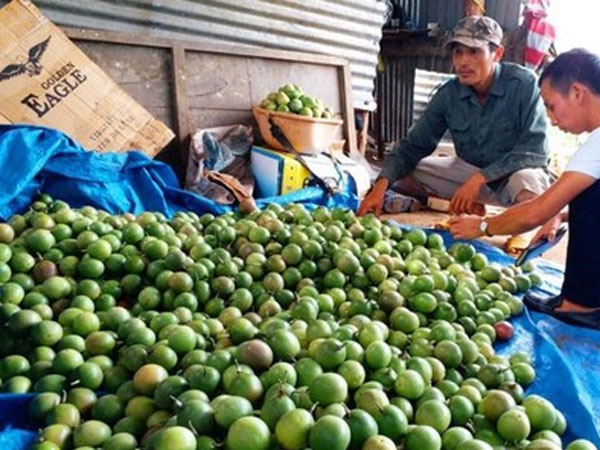 Thuê giang hồ "dằn mặt" người trồng chanh dây