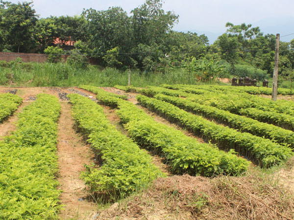 Mộng làm tỷ phú, dân Tam Đảo bỏ vải, ồ ạt trồng sưa đỏ