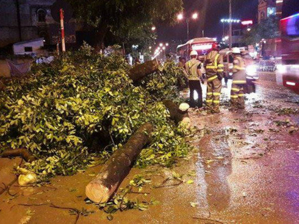 Hà Nội: Gió quật cây xà cừ bật gốc nằm chắn ngang đường
