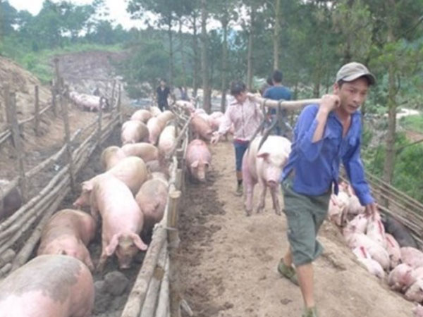 Giá heo lại giảm chỉ còn 30.000 đồng/kg