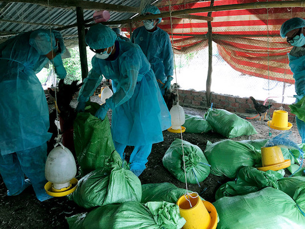 Phát hiện ổ dịch cúm gia cầm H5N1 ở Bạc Liêu