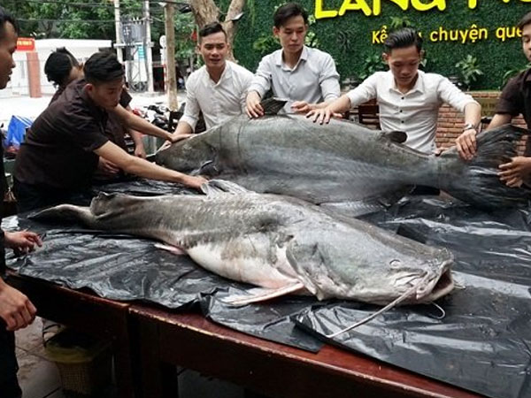 Cặp "thủy quái" 200 kg xuất hiện gây xôn xao Đà Nẵng