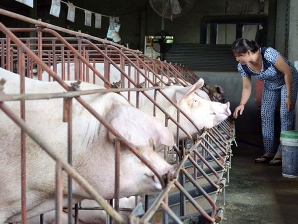 Giá heo ở Đồng Nai lại lao dốc sau đợt tăng ngắn ngủi