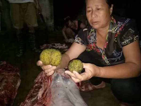 Phát hiện 2 vật thể màu vàng óng, có mùi thơm trong dạ dày lợn
