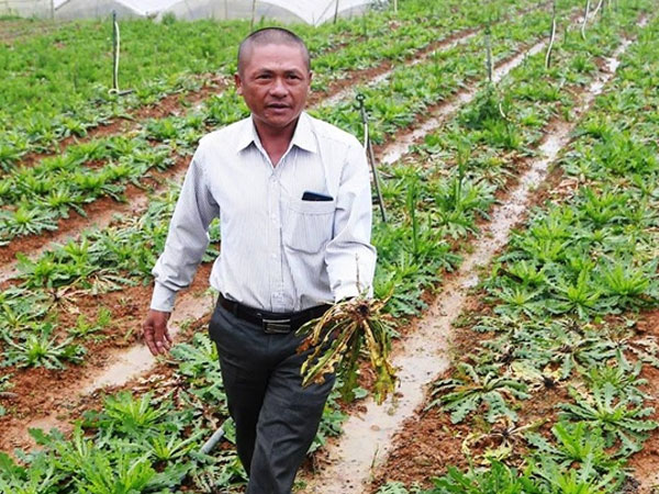 Bón phân Trung Quốc, hoa chết hàng loạt