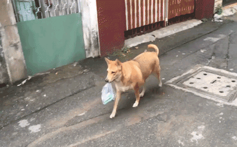 Video: Chú chó đi chợ giúp chủ khiến dân mạng Việt xôn xao