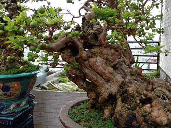 Cây ổi quý được cho là 300 năm tuổi, 1 tỷ đồng không mua được