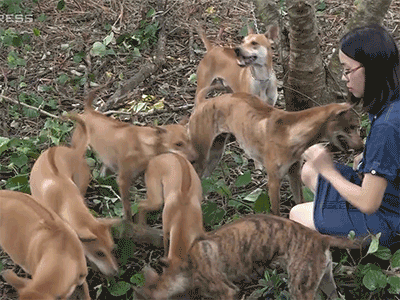 Video: Trang trại chó Phú Quốc tiền tỷ của cô gái trẻ