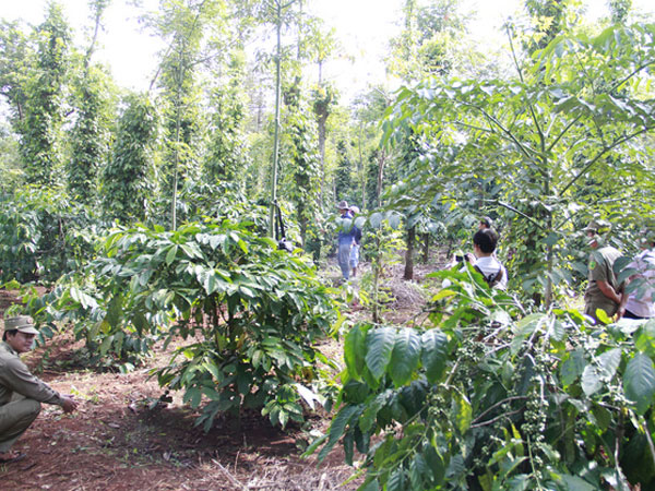 Nam thanh niên tử vong bên cạnh chai thuốc trừ sâu