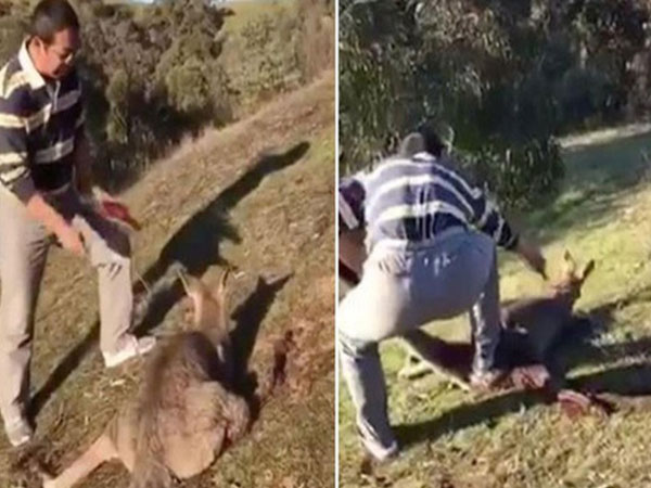 Australia bắt công dân Trung Quốc vì đâm chết dã man kangaroo