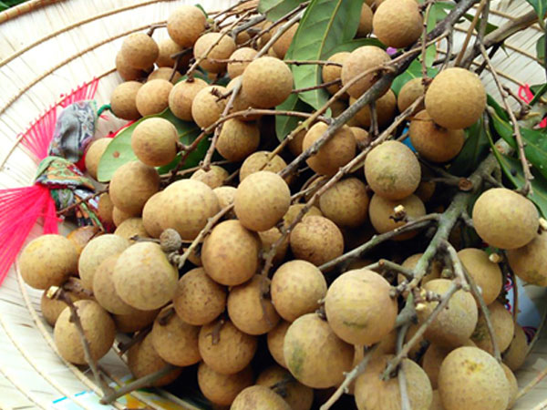Nhãn đường phèn: Dân Hưng Yên muốn ăn cũng khó