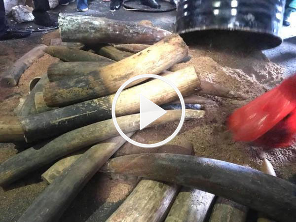 Video: Hàng trăm kg ngà voi giấu trong container nhựa đường