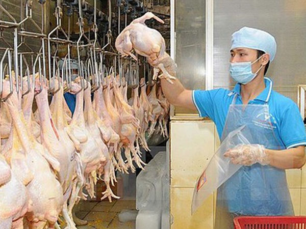 Việt Nam sắp xuất khẩu lô gà chính ngạch đầu tiên sang Nhật