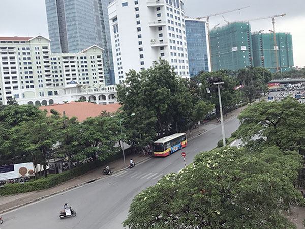 Hà Nội chặt hạ, đánh chuyển 130 cây xanh trên đường Kim Mã