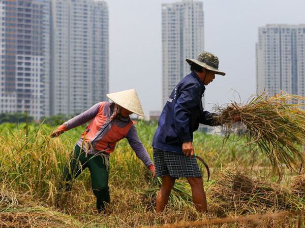 Người dân Sài Gòn gặt lúa ở dự án "treo" 25 năm