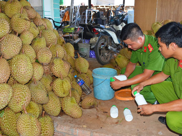 Kon Tum: Bắt quả tang sầu riêng nhúng hóa chất chuẩn bị ra Hà Nội