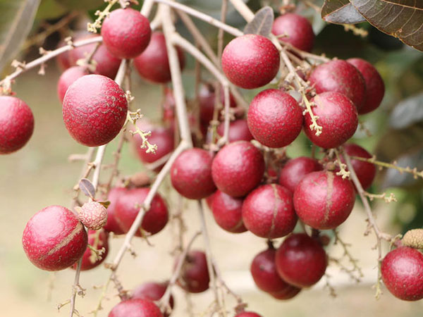 Nhãn tím "độc nhất vô nhị" miền Tây: Nhìn là mê, sờ là thích