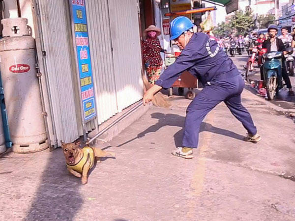 Clip: Tiếp tục ra quân bắt chó thả rông ở Sài Gòn, nhiều chó nhà bị Đội săn bắt “tóm” khiến chủ ngơ ngác