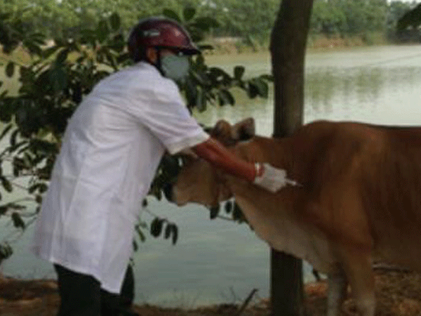 Cán bộ thú y dùng kim tiêm phòng trâu bò đâm trưởng thôn