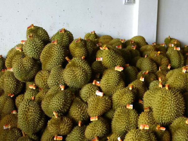 Sầu riêng tăng giá khủng, tư thương “ăn” cả trái non, tẩm thuốc nhanh chín