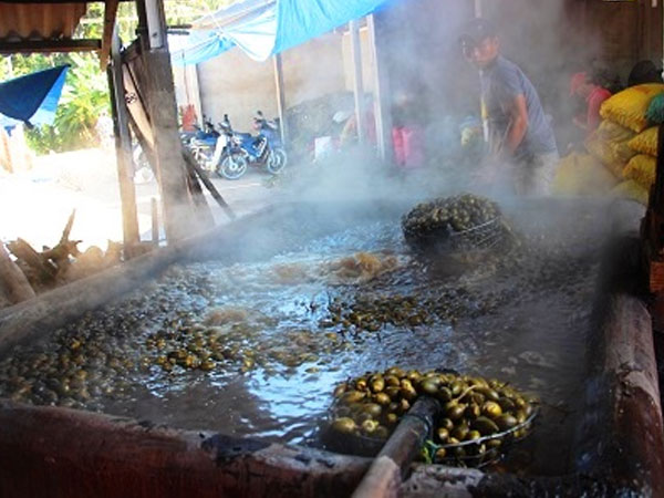 Sự thật thương lái thu mua cau non bán sang Trung Quốc làm gì?