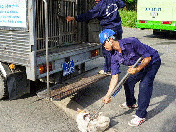 Thực hư thông tin giả mạo Đội săn bắt chó TP HCM để bắt chó nhà dân