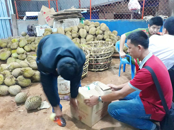 Gia Lai: Bắt quả tang cơ sở dùng phân bón lá nhúng sầu riêng