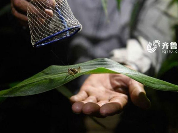 Thị trấn duy nhất trên thế giới những con dế còn đắt hơn vàng