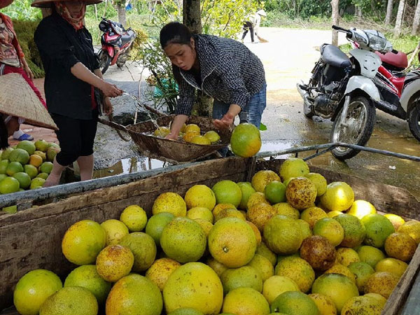 Hàng vạn quả bưởi Phúc Trạch rụng tả tơi, dân tê tái