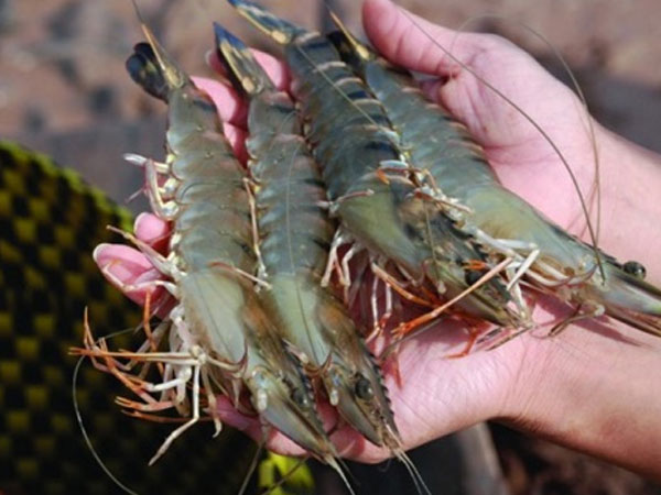 Nông dân miền Tây lãi đậm nhờ giá tôm tăng vọt